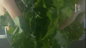 【面皮】1.鍋中水開時，放挑揀好的艾草和一撮小蘇打，第一遍煮開后倒掉，重新加水大火煮開后，小火煮1小時。煮爛的艾草用紗布瀝干。