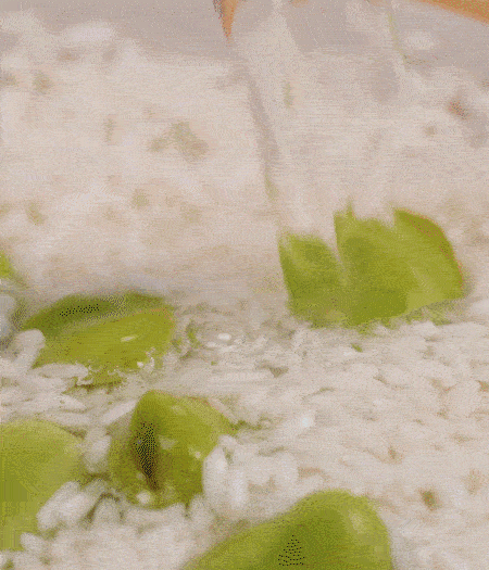 鍋底抹油，將淘洗干凈的大米，加蠶豆、清水，蓋蓋中火煮。